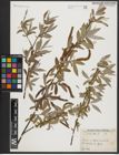 Foto von Salix alba L.
